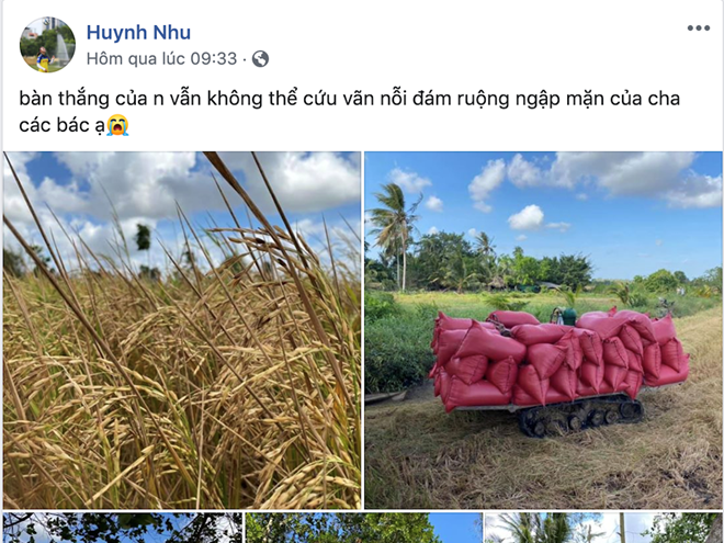 Huỳnh Như xót xa nhìn quê nhà héo mòn vì ngập mặn