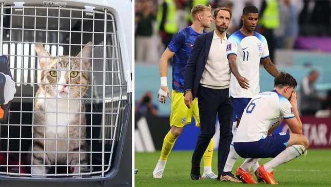 ĐT Anh mang mèo về nhà thay vì cúp vô địch World Cup 2022