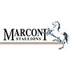 Marconi Stallions 